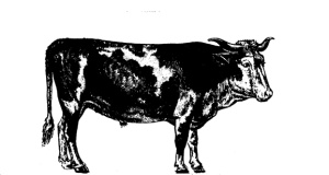 Vache