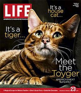 chat Toyger